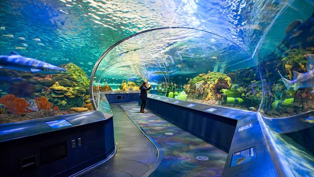 Don’t Miss The Fun At These 10 Toronto Weekend Activities 10 ripleys aquarium