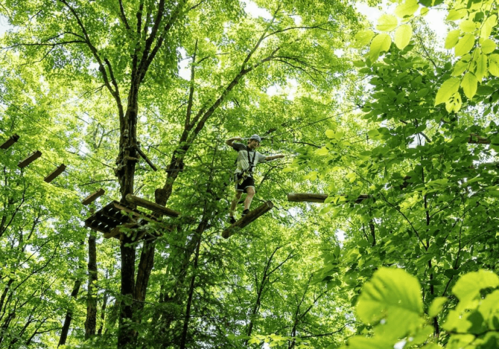treetop-trekking